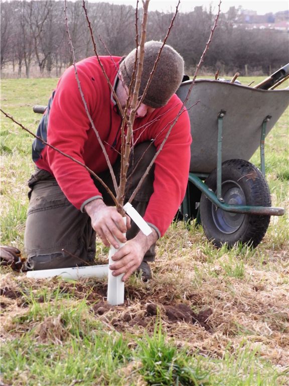 Alex planting a tree on a site in East Lothian. Gallery Image