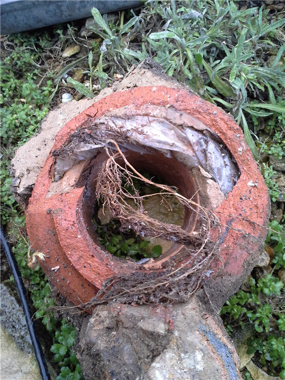 Root damage in drain before cutting out and repair by by Drain Doctor Gloucestershire Gallery Image