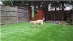 Dog friendly artificial grass

Luxury Lawns AGS Ltd Gallery Thumbnail