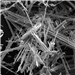 asbestos fibers Gallery Thumbnail