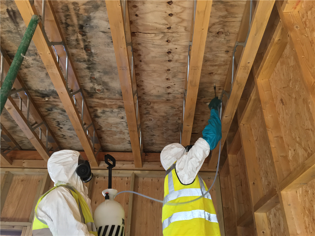 Techs getting started on a mould  removal. Gallery Image