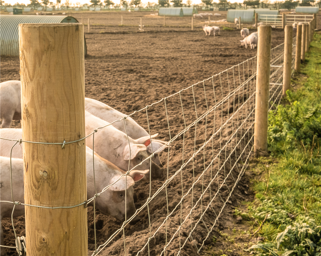 Agricultural Fencing Gallery Image