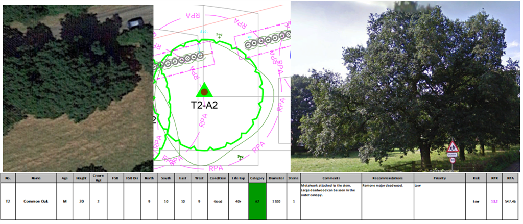 Development window - Tree surveys Gallery Image