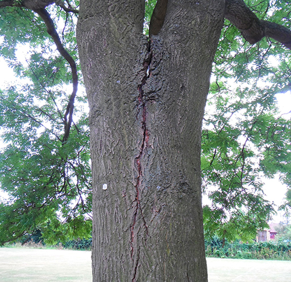 Tree stability testing. Gallery Image