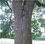 Tree stability testing. Gallery Thumbnail