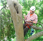 Tree climbing inspections Gallery Thumbnail