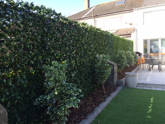 Greenfx Trellis hedge screening, easy to install. Gallery Image