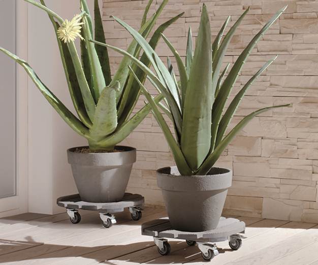 Plant Pot Trollies by Wagner.
Move heavy indoor or outdoor plants with ease. Gallery Image