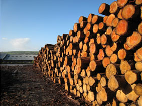 Duchy Timber Image
