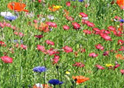 Cornish Garden Landscaping Image