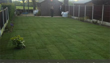 Dale Lawn Turf Image