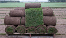 Dale Lawn Turf Image