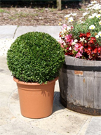 Toptopiary Ltd Image