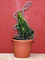 Toptopiary Ltd Image